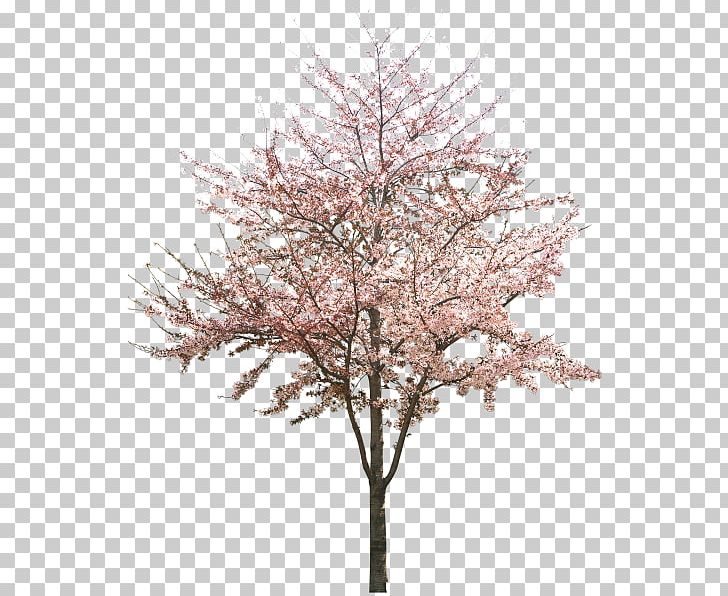 Cherry Blossom Tree Peach PNG, Clipart, Agac, Agac Resimleri, Agac Resmi, Blossom, Branch Free PNG Download