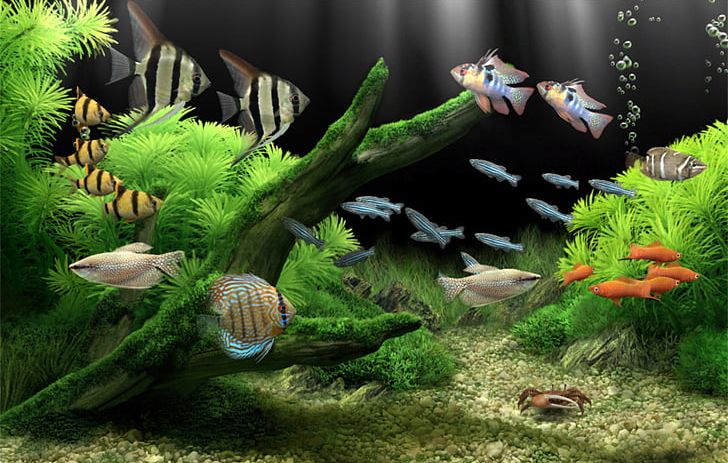 Dream Aquarium Screensaver Desktop Aquariums PNG, Clipart, Akwarystyka Morska, Aquariums, Aquatic Plant, Biome, Computer Free PNG Download