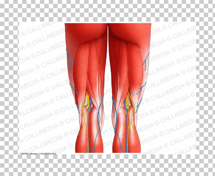 Semimembranosus Muscle Muscular System Knee Human Anatomy PNG, Clipart, Abdomen, Anatomy, Arm, Biceps Femoris Muscle, Blood Vessel Free PNG Download