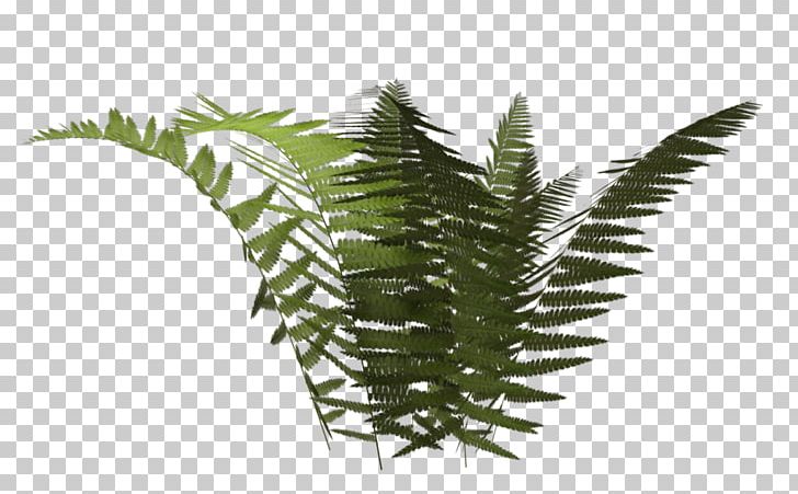 Fern Vascular Plant Nephrolepis Exaltata PNG, Clipart, Banana Leaves, Equisetum, Fern, Ferns And Horsetails, Food Drinks Free PNG Download