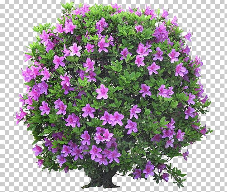 Flower Garden Shrub Ornamental Plant Tree PNG, Clipart, Annual Plant, Artikel, Aubretia, Flower, Flower Garden Free PNG Download