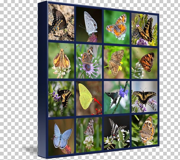 Monarch Butterfly Collage Printing Canvas Print Frames PNG, Clipart, Art, Brush Footed Butterfly, Butterfly, Canvas, Canvas Print Free PNG Download