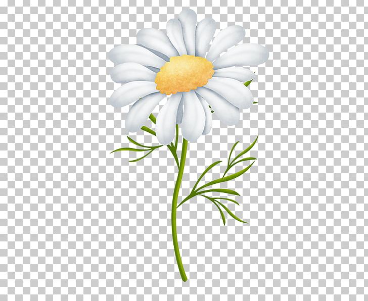 Oxeye Daisy Marguerite Daisy Chrysanthemum Cut Flowers Petal PNG, Clipart, Chamaemelum Nobile, Chickadee, Chrysanthemum, Chrysanths, Cut Flowers Free PNG Download