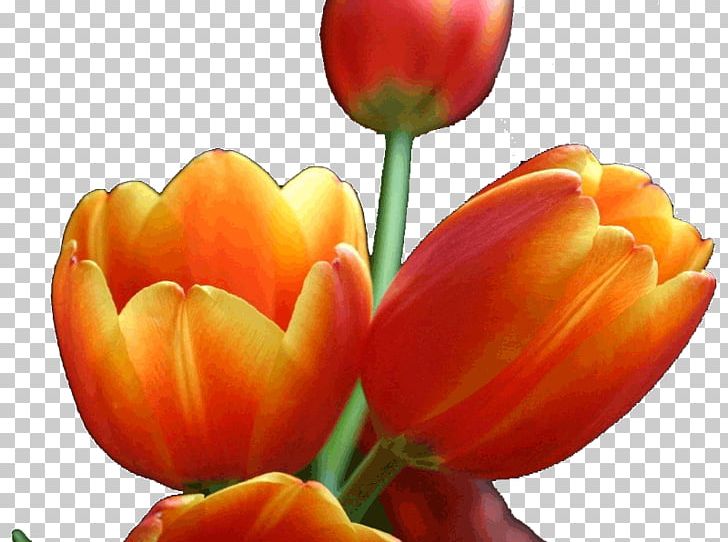Tulip Cut Flowers Petal Plant Stem PNG, Clipart, Cut Flowers, Flower, Flowering Plant, Flowers, Lily Family Free PNG Download