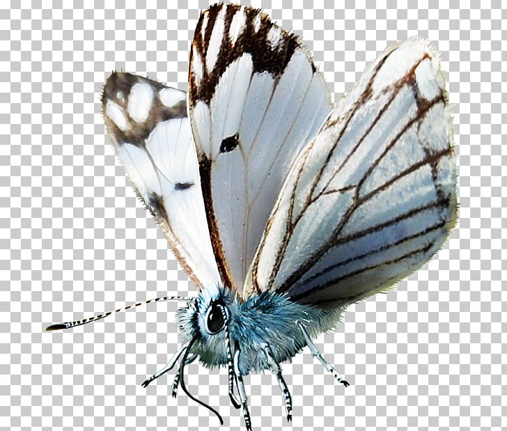 Butterfly Moth Blog PNG, Clipart, Animal, Arredo, Blog, Brush Footed Butterfly, Butterflies And Moths Free PNG Download
