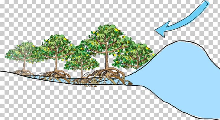 Florida Mangroves Ecosystem Rhizophora Mangle Forest PNG, Clipart, Area, Avicennia Germinans, Branch, Coast, Ecology Free PNG Download