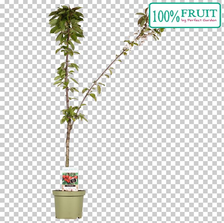 Flowerpot Houseplant Evergreen Leaf Shrub PNG, Clipart, Branch, Evergreen, Flowerpot, Houseplant, Leaf Free PNG Download