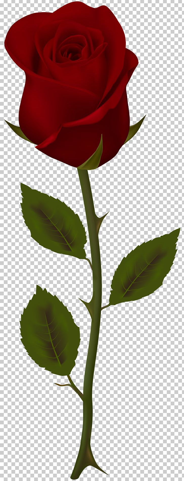Garden Roses Flower PNG, Clipart, Blue Rose, Cut Flowers, Dark Rose, English Roses, Flora Free PNG Download