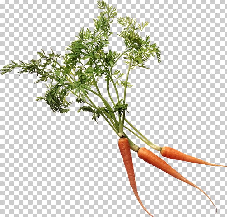 More Super Juice: Juicing For Health And Healing Branch Plant Stem Leaf Vegetable Flower PNG, Clipart, Baby Carrot, Branch, Branch Plant, Carrot, Celeriac Free PNG Download