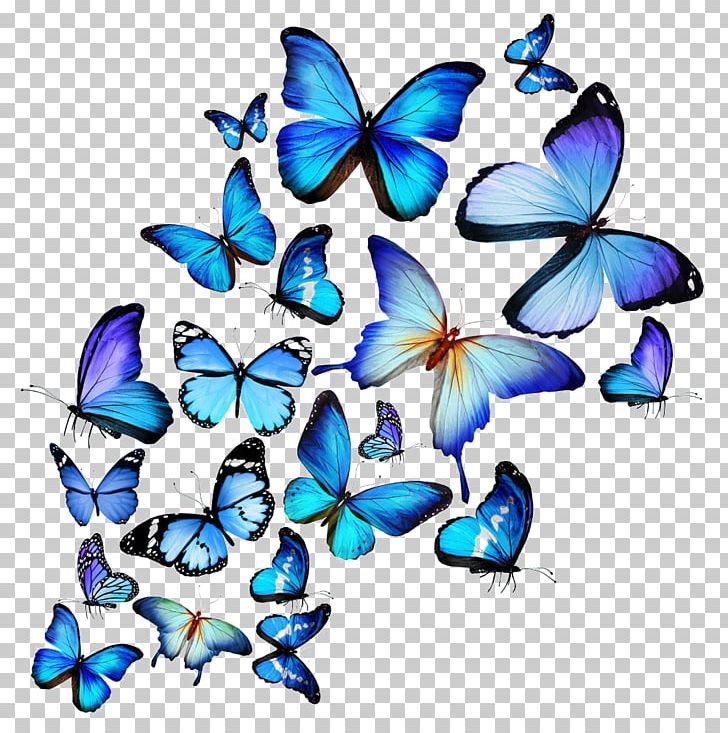 Butterfly Stock Photography Drawing Illustration PNG, Clipart, Artwork, Blue, Brush Footed Butterfly, Color, Flower Free PNG Download