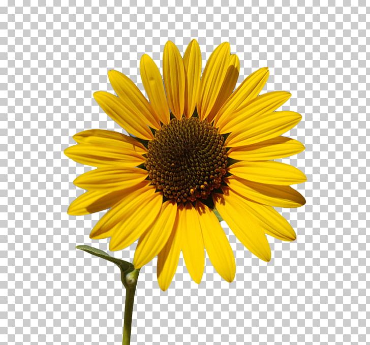 Common Sunflower Sunflower Oil Sunflower Seed PNG, Clipart, Black And White, Daisy, Daisy Family, Display Resolution, Flower Free PNG Download