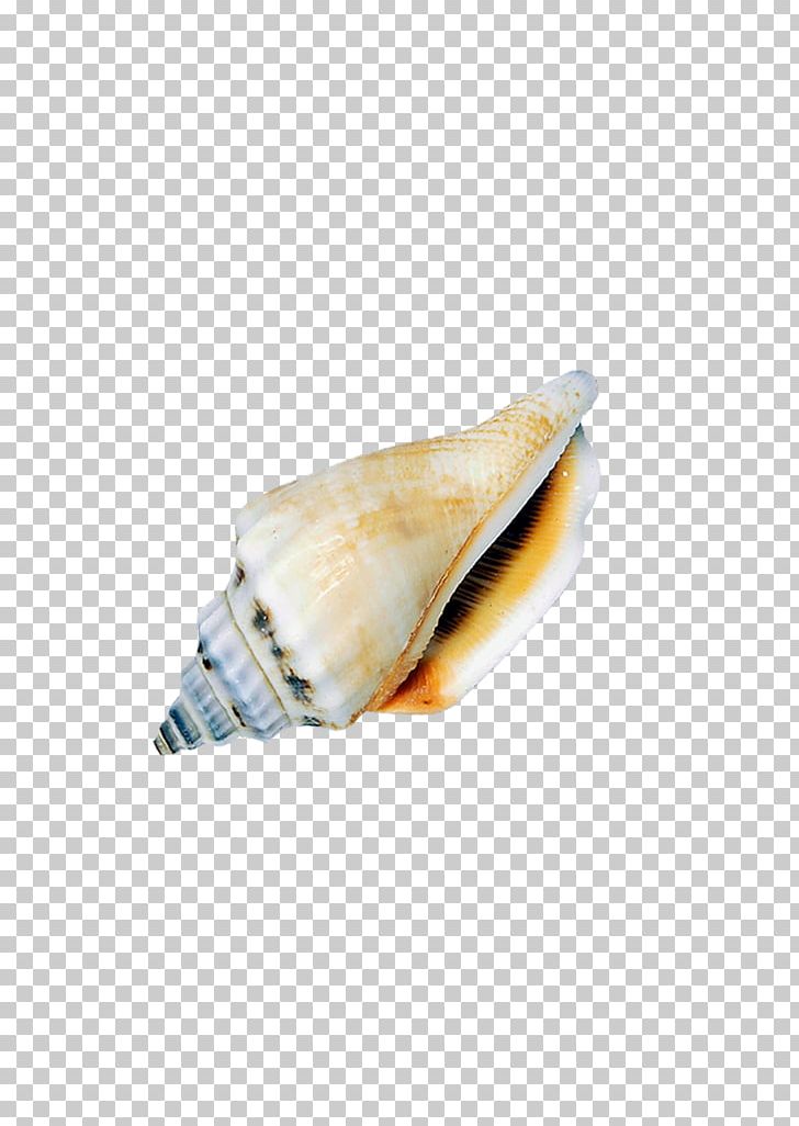 Conch Seashell Icon PNG, Clipart, Cartoon Conch, Conch, Conchology, Conchs, Conch Shell Free PNG Download