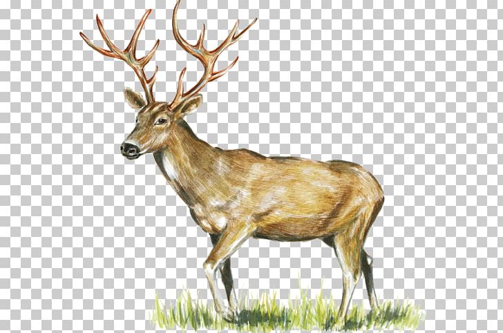 Elk Reindeer White-tailed Deer Game Meat PNG, Clipart, Animal, Animals, Antler, Deer, Deer Farm Free PNG Download