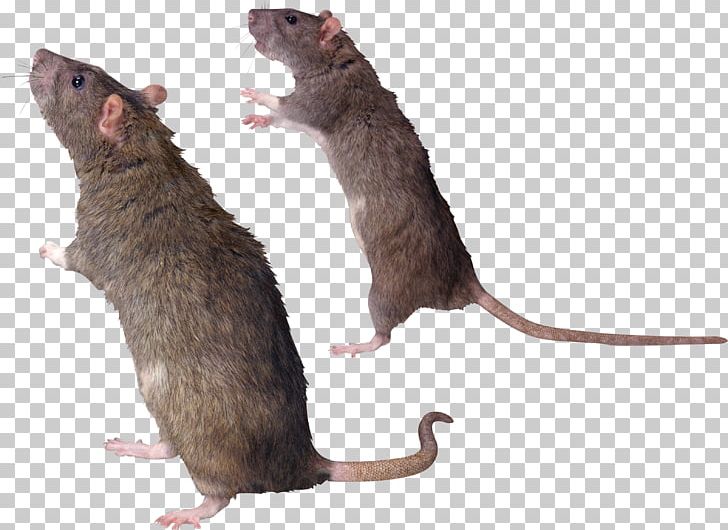Rat Mouse Gerbil Common Degu Whiskers PNG, Clipart, Animals, Brown Rat, Cat, Cat Like Mammal, Computer Icons Free PNG Download