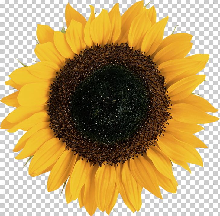 Sunflower PNG, Clipart, Sunflower Free PNG Download