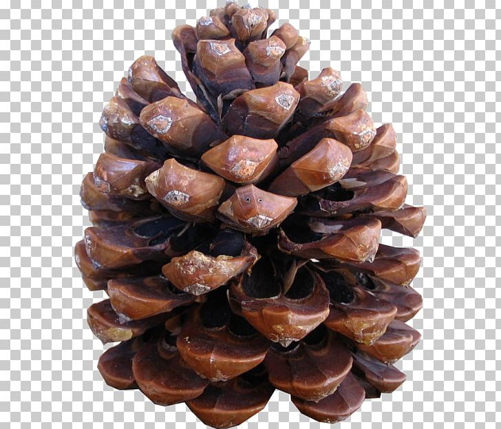Conifer Cone Stone Pine Pinus Halepensis Pine Nut Conifers PNG, Clipart, Apple, Apples, Chimney, Chimney Fire, Cone Free PNG Download