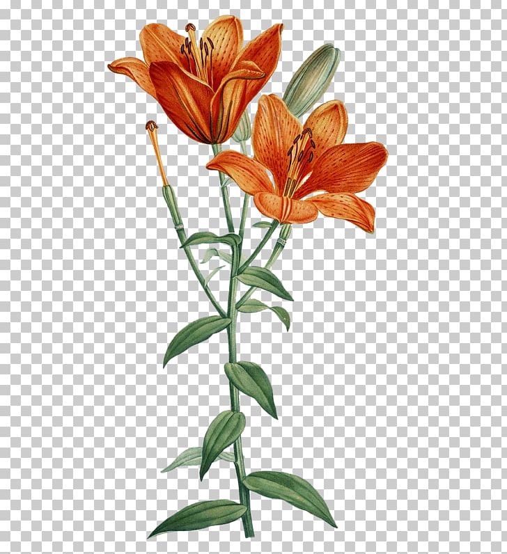 Orange Lily Printmaking Art Flower Floral Design PNG, Clipart, Alstroemeriaceae, Art, Book, Bookplate, Botany Free PNG Download
