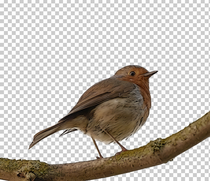 Common Nightingale European Robin Finches House Sparrow Birds PNG, Clipart, American Sparrow, American Sparrows, Beak, Bird Of Prey, Birds Free PNG Download