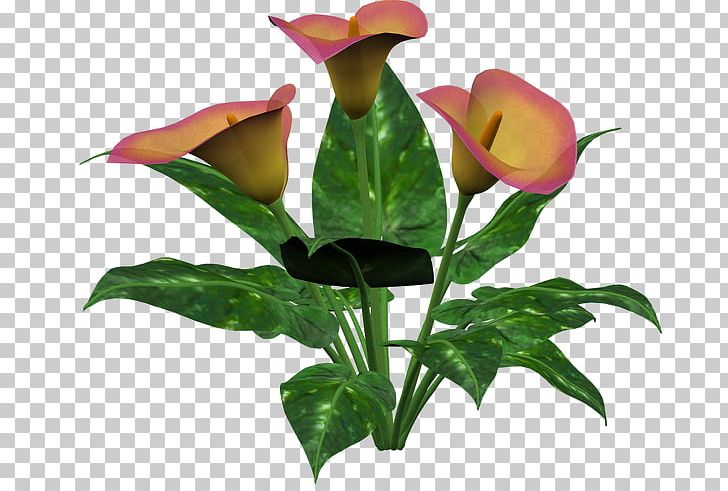 Floral Design Cut Flowers Plant Stem Bud PNG, Clipart, 2014, Bud, Calla, Cut Flowers, Floral Design Free PNG Download