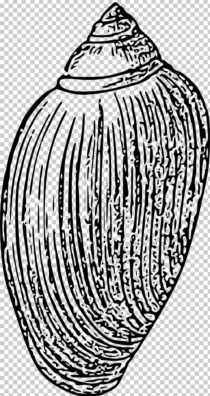 Seashell Drawing PNG, Clipart, Animals, Black And White, Circle, Drawing, Head Free PNG Download