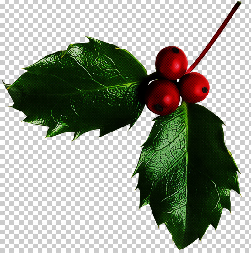 Christmas Holly Ilex Holly PNG, Clipart, American Holly, Berry, Christmas, Christmas Holly, Flower Free PNG Download