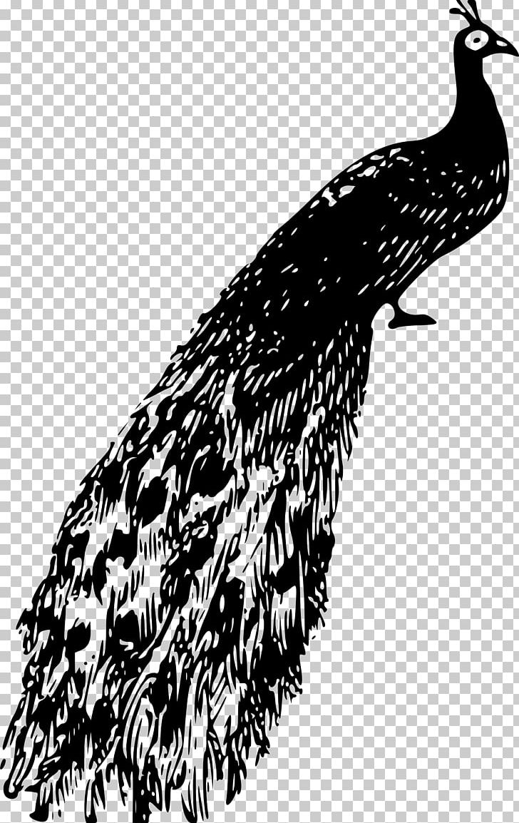 Bird Peafowl PNG, Clipart, Animal, Animals, Beak, Bird, Bird Of Prey Free PNG Download