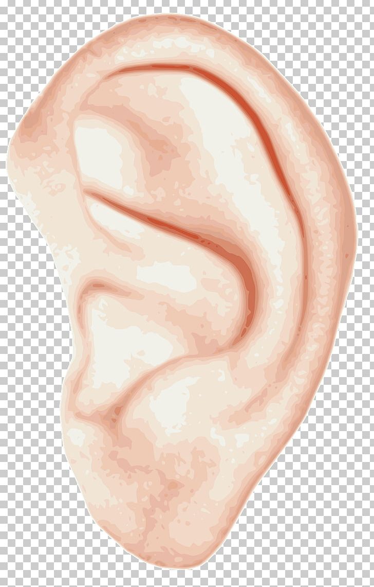 Ear Homo Sapiens PNG, Clipart, Anatomy, Cheek, Chin, Closeup, Drawing Free PNG Download