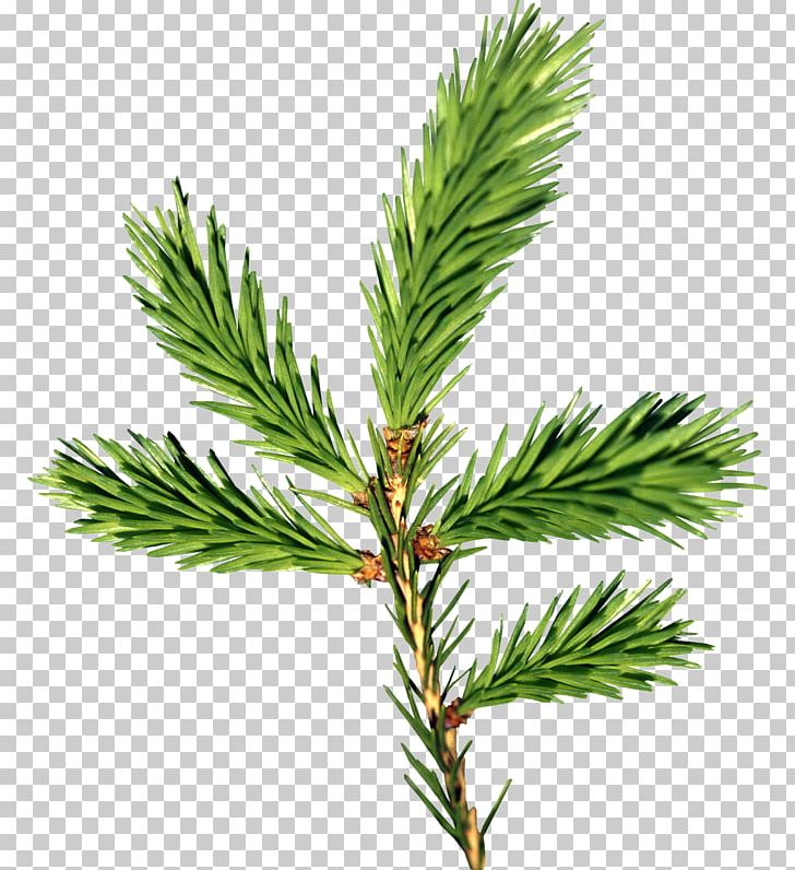 Fir Tree Oil PNG, Clipart, Almond, Branch, Cananga Odorata, Cedar Oil, Christmas Free PNG Download