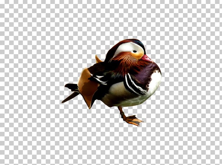 Mandarin Duck Bird PNG, Clipart, Animal, Animals, Beak, Bird, Desktop Wallpaper Free PNG Download