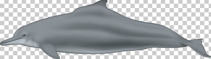 Spinner Dolphin Common Bottlenose Dolphin Rough-toothed Dolphin Tucuxi Short-beaked Common Dolphin PNG, Clipart, Animal, Animal Figure, Animals, Cetacea, Dolphin Free PNG Download