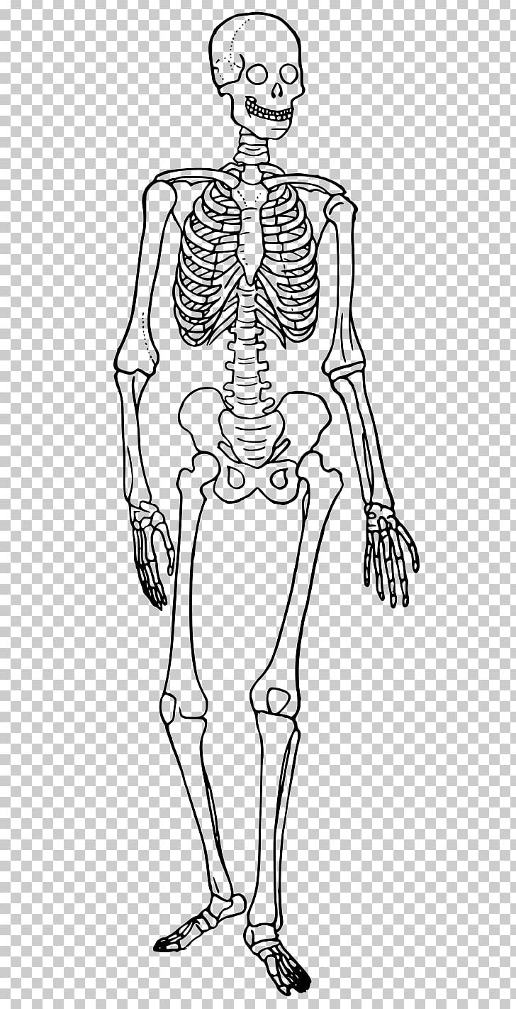 The Human Skeleton The Skeletal System Bone PNG, Clipart, Arm, Art, Cartoon, Fashion Illustration, Fictional Character Free PNG Download