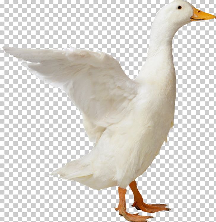 Duck American Pekin Computer Icons PNG, Clipart, American Pekin, Animals, Beak, Bird, Computer Icons Free PNG Download