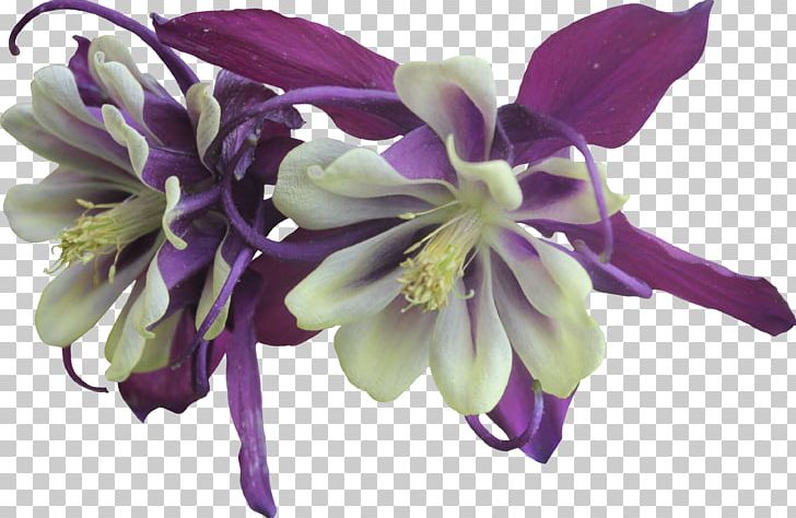 Flower Violet Purple Columbine Garden Roses PNG, Clipart, Color, Columbine, Cut Flowers, Flower, Flowering Plant Free PNG Download