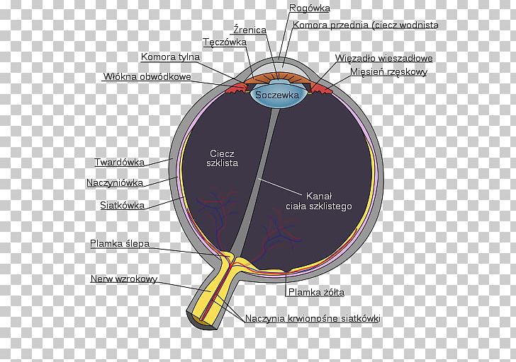Human Eye Diagram Anatomy Visual Perception PNG, Clipart, Anatomy, Angle, Ciliary Body, Ciliary Muscle, Circle Free PNG Download