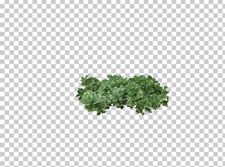 Tree Shrub PNG, Clipart, Animation, Art Green, Background Green, Bit, Bush Free PNG Download