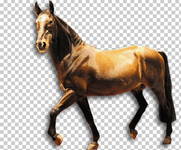Westphalian Horse Museum Münster GGmbH Münster Zoo Mustang Equestrian PNG, Clipart, Bridle, Equestrian, Foal, Horse, Horse Harness Free PNG Download