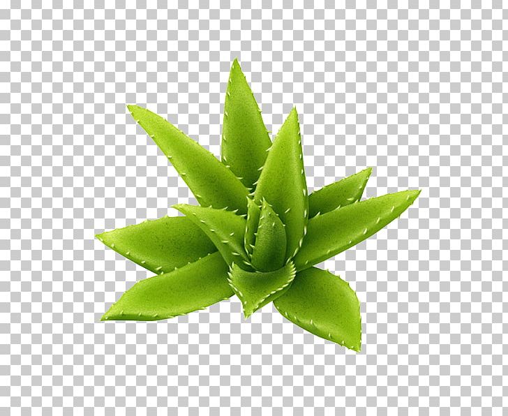 Aloe Plant PNG, Clipart, Aloe, Background Green, Beauty, Botanical Illustration, Cmyk Color Model Free PNG Download