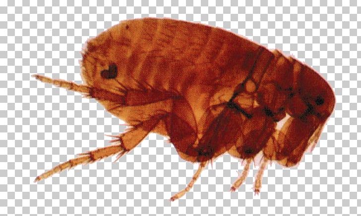 Chigoe Flea Tungiasis Insect Infection PNG, Clipart, Arthropod, Chigoe Flea, Digit, Disease, Fauna Free PNG Download