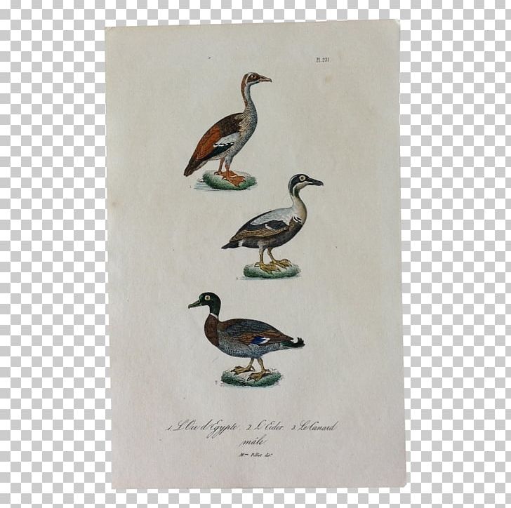 Duck Bird Goose Engraving Common Eider PNG, Clipart, Animals, Antique, Beak, Bird, Common Eider Free PNG Download