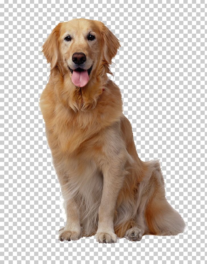 Golden Retriever Labrador Retriever Pet Sitting Puppy Purebred Dog PNG, Clipart, Animal, Animals, Carnivoran, Coat, Companion Dog Free PNG Download