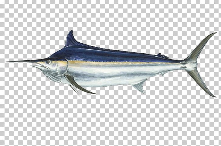 International Game Fish Association Black Marlin Atlantic Blue Marlin Marlin Fishing PNG, Clipart, Atlantic Blue Marlin, Billfish, Black, Bony Fish, Fauna Free PNG Download