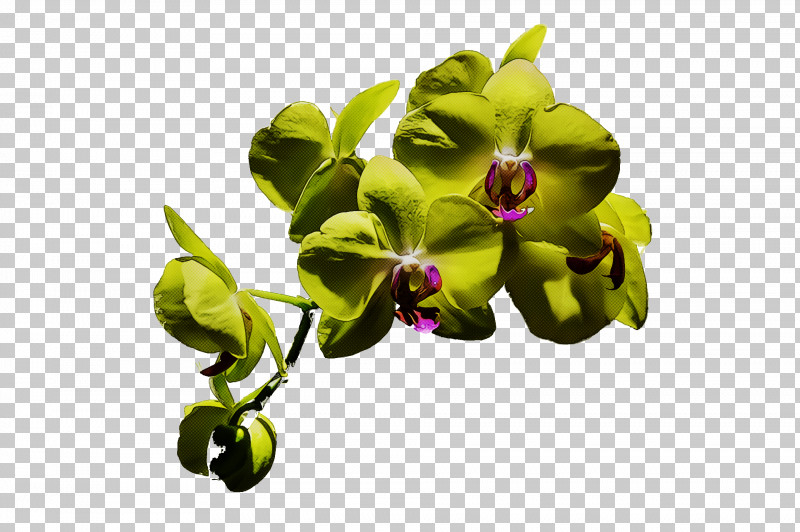 Flower Moth Orchids Petal Flora Orchids PNG, Clipart, Biology, Flora, Flower, Moth Orchids, Orchids Free PNG Download