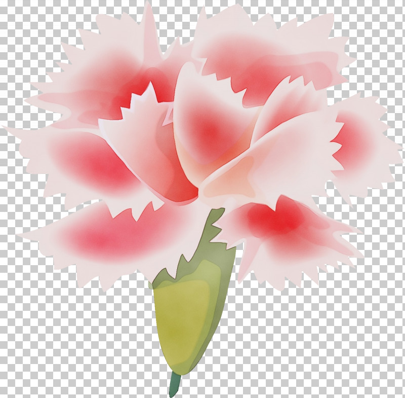 Flower Pink Petal Plant Leaf PNG, Clipart, Carnation, Cut Flowers, Dianthus, Flower, Leaf Free PNG Download