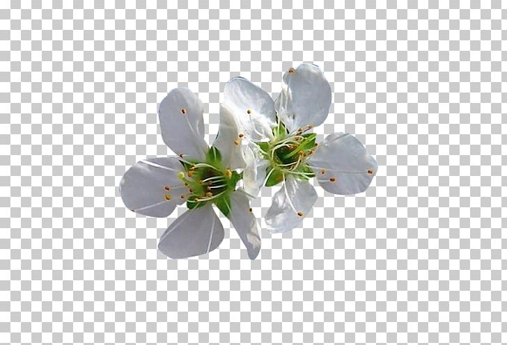 Blossom Petal Flower PNG, Clipart, Background White, Black White, Branch, Cherry Blossom, Download Free PNG Download