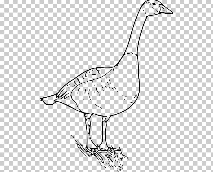Canada Goose Bird PNG, Clipart, Area, Artwork, Beak, Bird, Black And White Free PNG Download