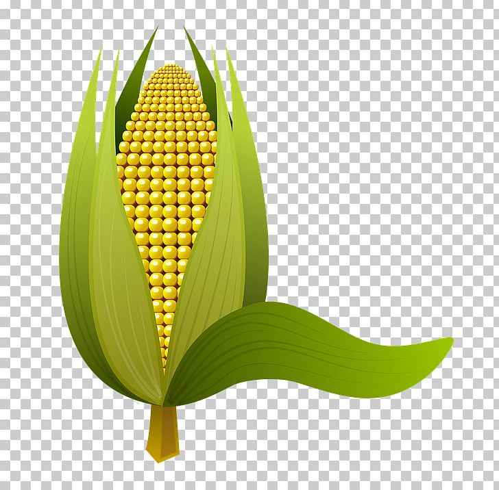 Maize Portable Network Graphics Adobe Photoshop PNG, Clipart, Cartoon, Cereal, Cob, Commodity, Computer Software Free PNG Download