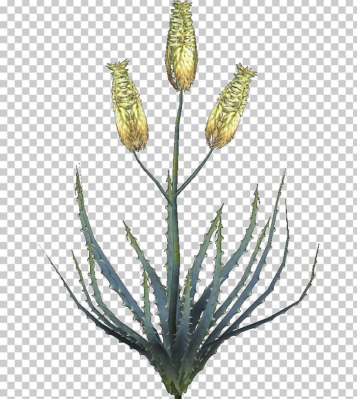 Oblivion Aloe Vera Plant Aloin Leaf PNG, Clipart, Aloe, Aloe Vera, Aloin, Anthraquinone, Anthrone Free PNG Download