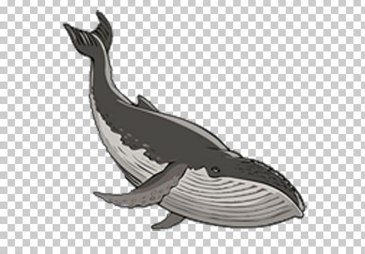 Porpoise Whale Dolphin Cetacea Marine Mammal PNG, Clipart, Animal, Animals, Beluga Whale, Blog, Blue Whale Free PNG Download