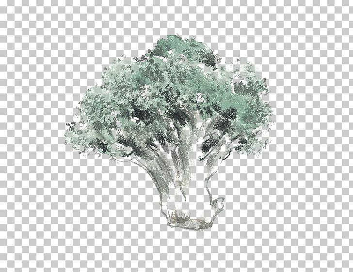 Cauliflower PNG, Clipart, Branch, Broccoli, Cauliflower, Fresh, Green Free PNG Download