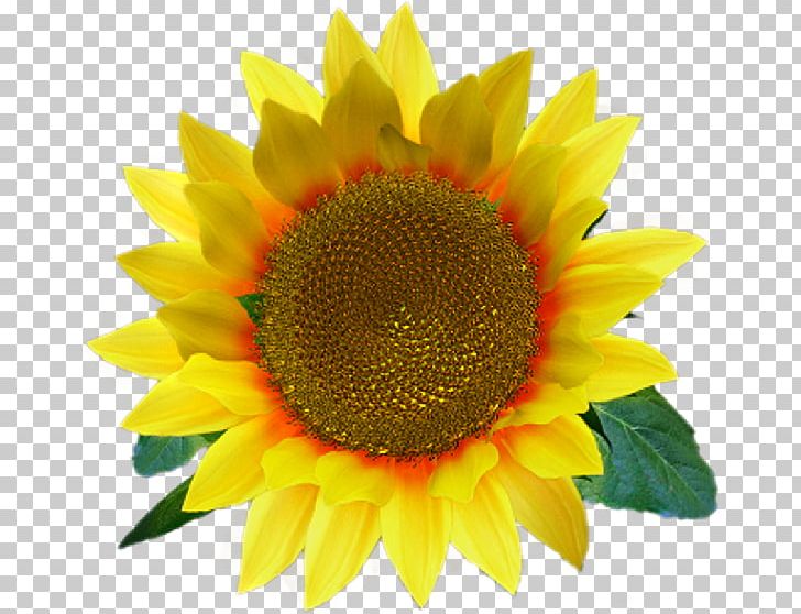 Common Sunflower Desktop PNG, Clipart, Annual Plant, Common Sunflower, Computer Icons, Daisy Family, Desktop Wallpaper Free PNG Download